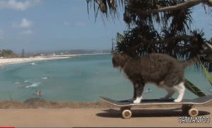 skateboard,cat,daily mail,cat on skateboard
