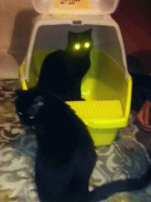 laser,cat,mode,activated
