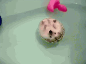 hedgehog,baby,floating,water,animal