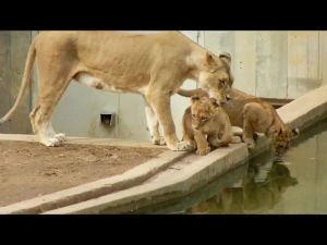 mom,animals being jerks,lion,plays