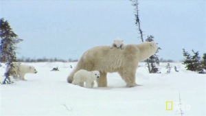 polar bear,mama bear