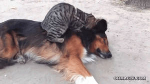 cat,funny,animals,cute,dog,friends,massage,dog massage