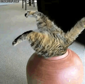 silly,funny,cat,fat,pot,cat stuck