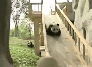 panda,sliding panda