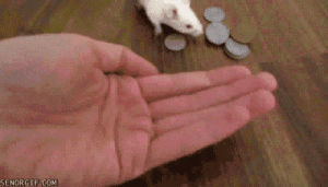mouse,animals,cute,hamster,tricks,grabbing,coins,placing
