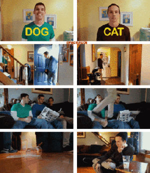 cat,dog,pets,animal differences