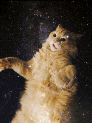 space cat,trippy,space cats