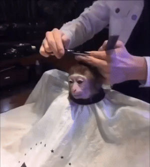 monkey,haircut