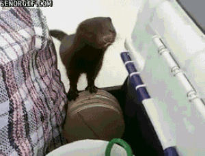 Calf Animais Tiere Gif On Gifer By Modinadar Calf Animais Tiere Gif On Gifer By Modinadar