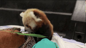 red pandas,video,stop,will,taking,clendon