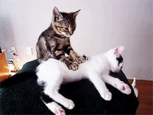 meow,cat massage,warning