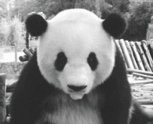 panda bear,panda,so cute