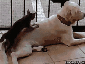 cat,animals,dog,best of week,massage,dog massage,rubs