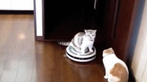 roomba,cat,kiss,kissing,drive by
