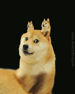 Doge Gifs - Get The Best Gif On Gifer
