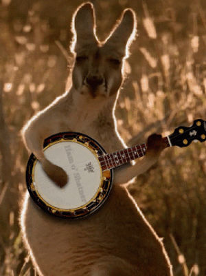kangaroo,bango,strumming