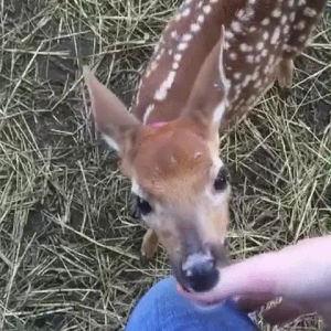 deer,finger