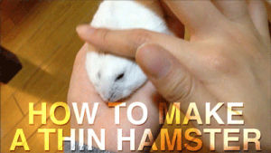 funny,adorable,hamster,funny s,diy,how to,lol s,thin,hamsters