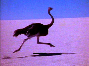 ostrich,blue,animals,80s,nature,pink,talk talk,its my life