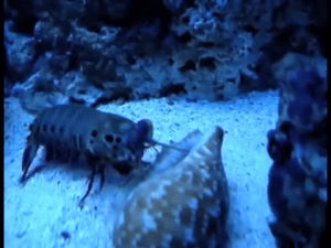 crab,mantis,face,cave,shell