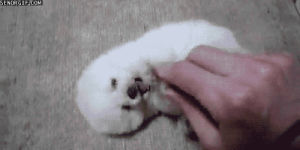 white dog,yolo,love,dog,kiss,swag,eyes,sweet,puppy,galaxy,peace,hugs,nose,puppylove,white puppy,sweet dog,beyby