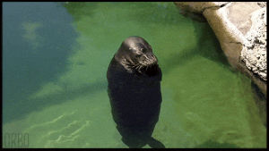 spinning,seal,request,sea lion,funny animals,swimming,animals,loop,floating,upright,perfect loop