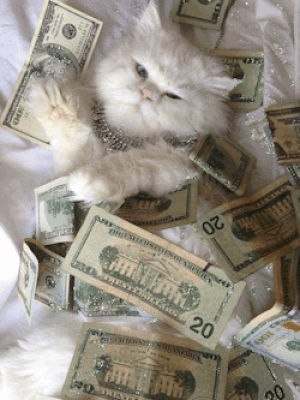 money,cat,sparkle,dollar bill