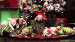 christmas animals,christmas present,animal christmas,christmas tree,dog,christmas,puppy,puppies,gift,presents