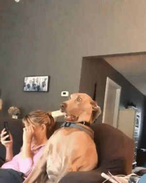 omg,dog,astounded,disbelief,zomg,reaction,freaked out,the horror