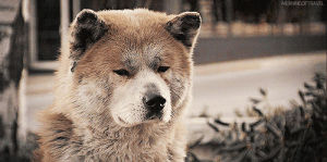 hachiko,hachi,dog,fidelity,loyalty,starred,lawmakers