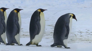 penguins,funny,lol,life,work