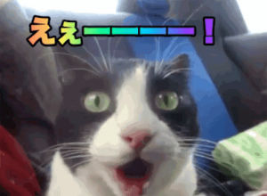 omg,surprise,cat,japan