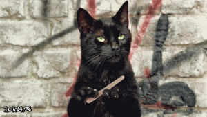 cat,animals,black,boss,file,nail,claws,emery