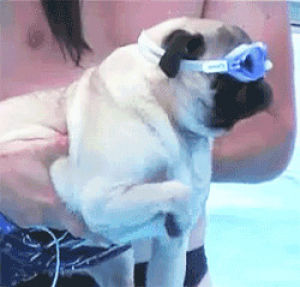 dog,god,swimming,pug,goggles,paddle