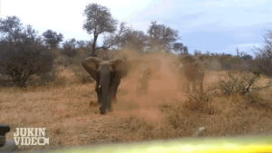 car,animal,win,watch,attack,elephant