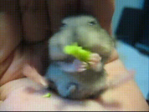 broccoli,hamster