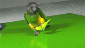 animals,bird,picks up toy,bright green,puts it away