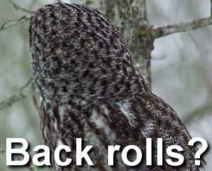 alyssa edwards,owl,back rolls