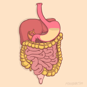 digestive system gif