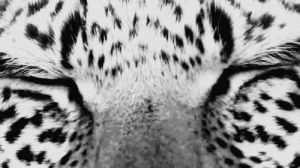 leopard,wake up,eyes