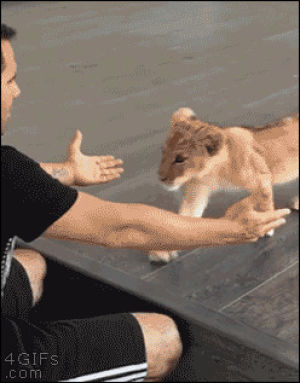 hugs,pop,lion,cub