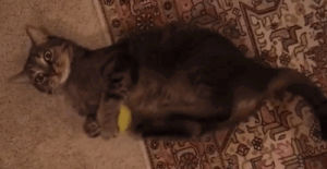 cat,ball,tennis,today,anything