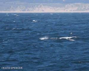 whales,science,with,bay,feeding,wired,humpback,frenzy,monterey,fills