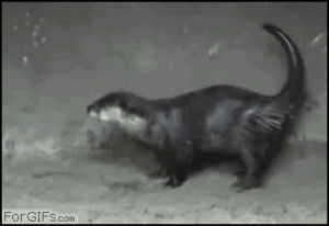 strange,otter,love,dancing,animal,weird,adorable