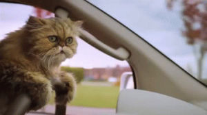 car,cat,driving,cute cat,lolcat