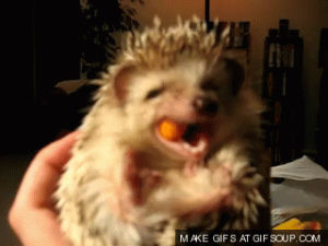 hedgehog,eating,animals,laughing,carrot