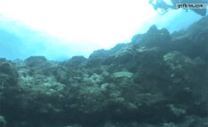 vs,underwater,scuba,diver