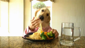 pasta,vegetables,dog,hands