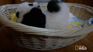 panda,pandas,cute,sleepy,nat geo wild,nat geo,baby panda,national geographic,mission critical,falling asleep,panda babies