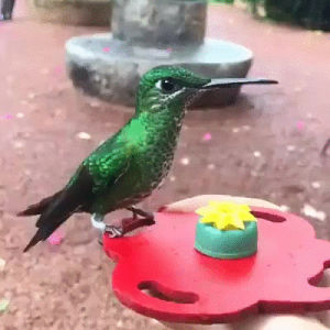 hummingbird,brilliant,slomo,feeder,4x10 afterschool special